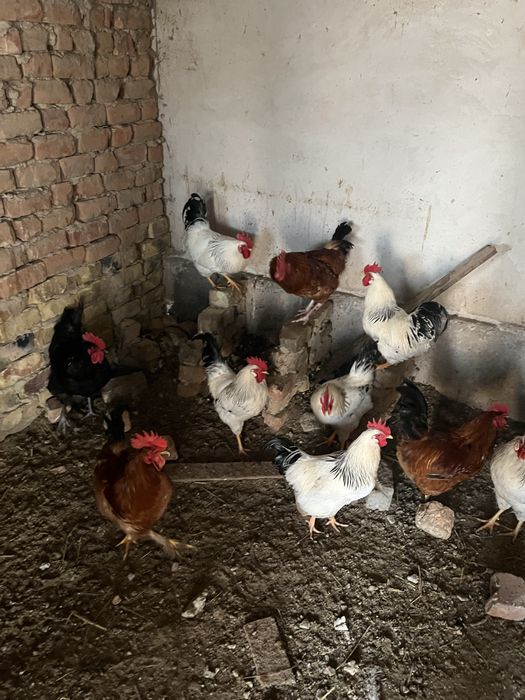 Джерсиский гигант