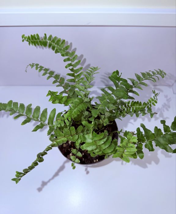 Нефролепис, комнатные растения, комнатные цветы