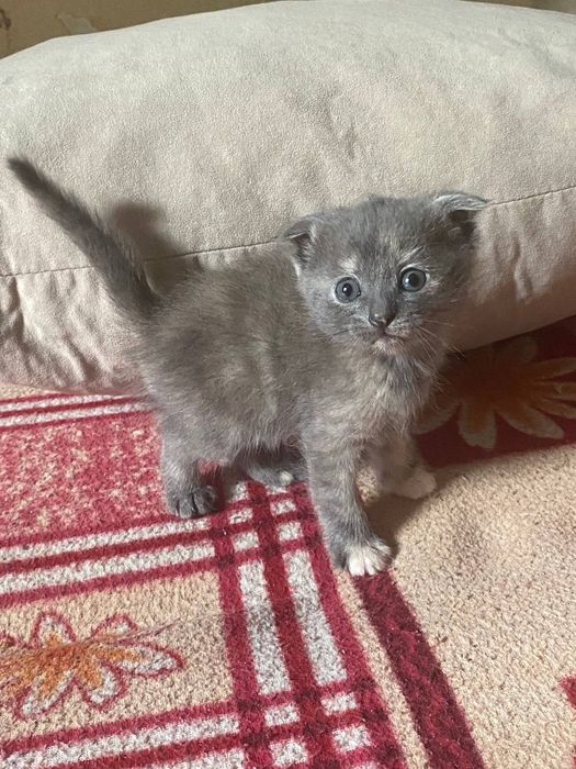 Веслоухие котята