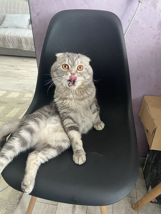 Ищем девочку для вязки