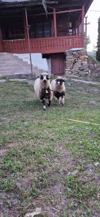 Doua mielute din primăvară disponibile se dau și separat