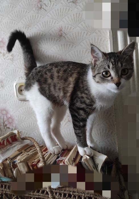 ПРИСТРАИВАЮТСЯ  милые ,не агрессивные  красивые девочки