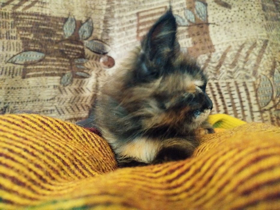 Котёнок / Mushukcha