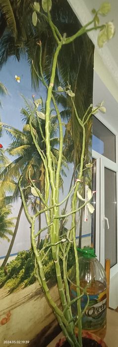 Комнатные растения продаются