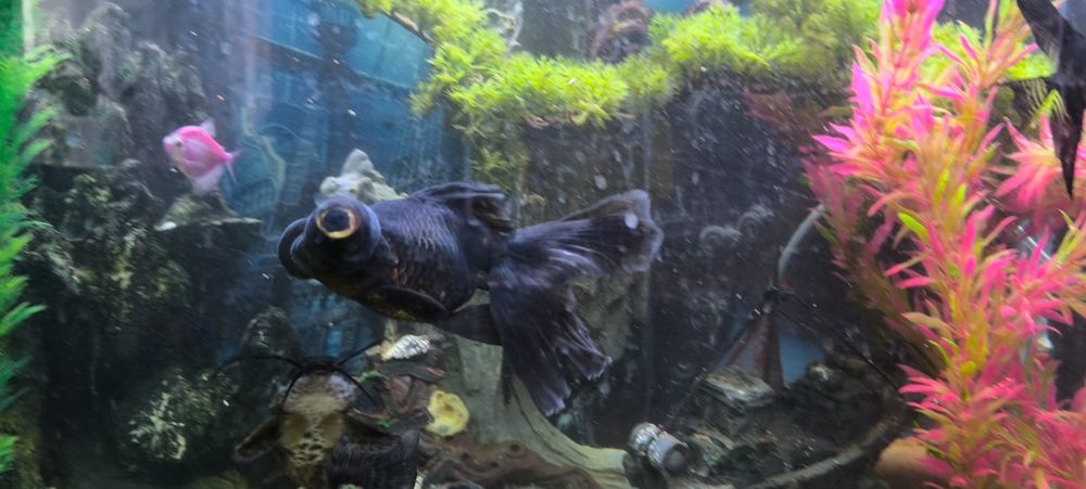 Продам телескопа аквариумного