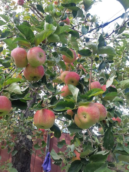 Обрезка деревьев. Обработка деревьев