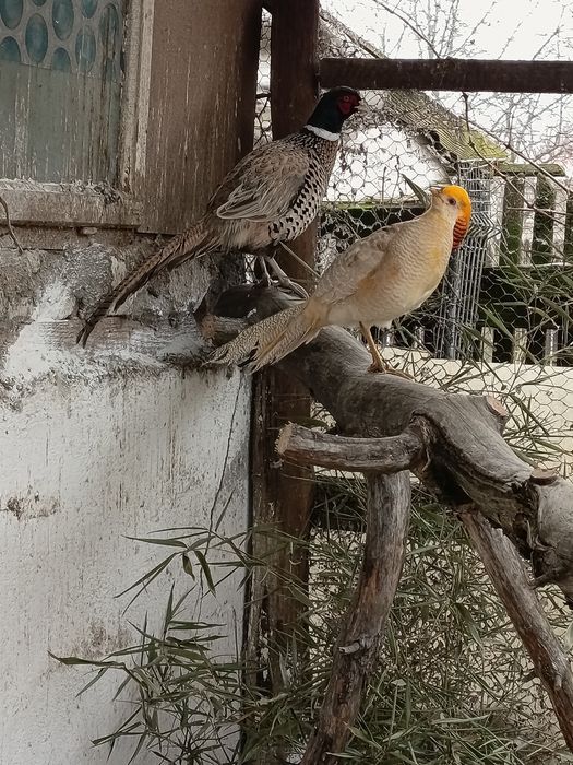 de vanzare oua pt incubat fazan gat golas pitic motate etc