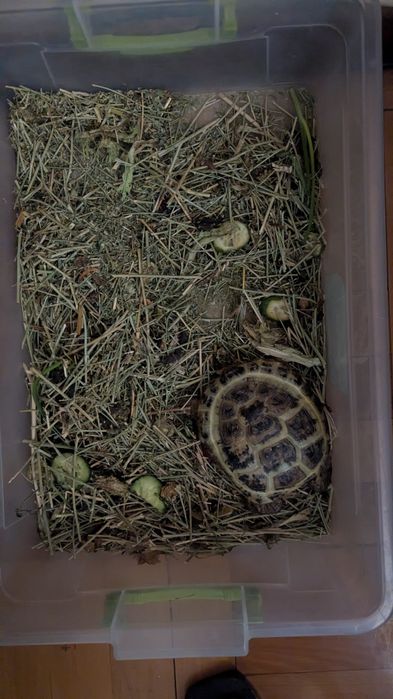 Продам свою домашнюю черепаху