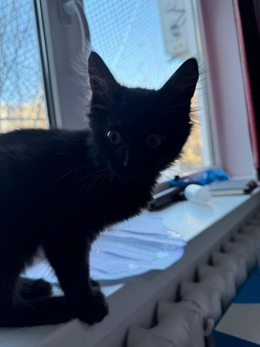 Котенок в добрые руки