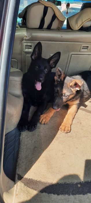 Немецкая овчарка