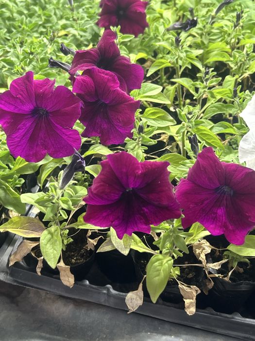 Петуния оптом и в розницу