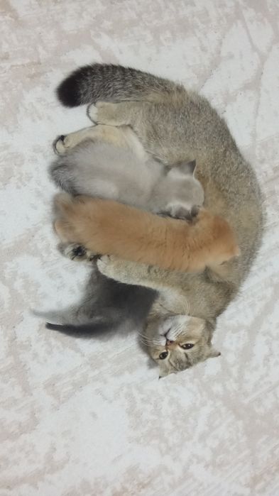 Котята очень умныйе