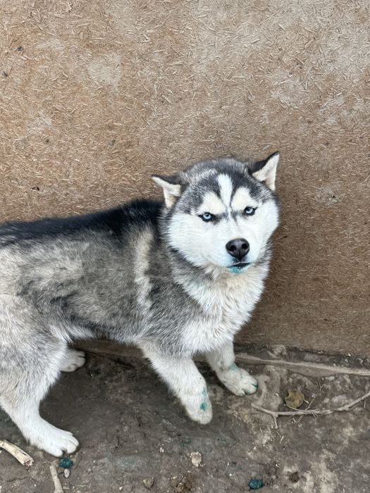 Хаски очень милый