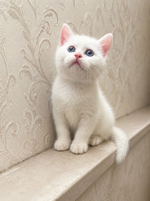 Чистокровные белые котята породы Scottish Fold и Straight.