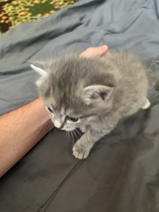 Продаються котята