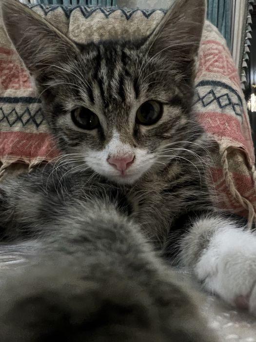Сати ищет дом. Котёнок-девочка, 3–4 мес, в добрые руки