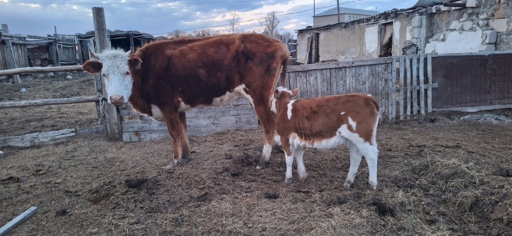 Бұзаулы сиыр сатылады.