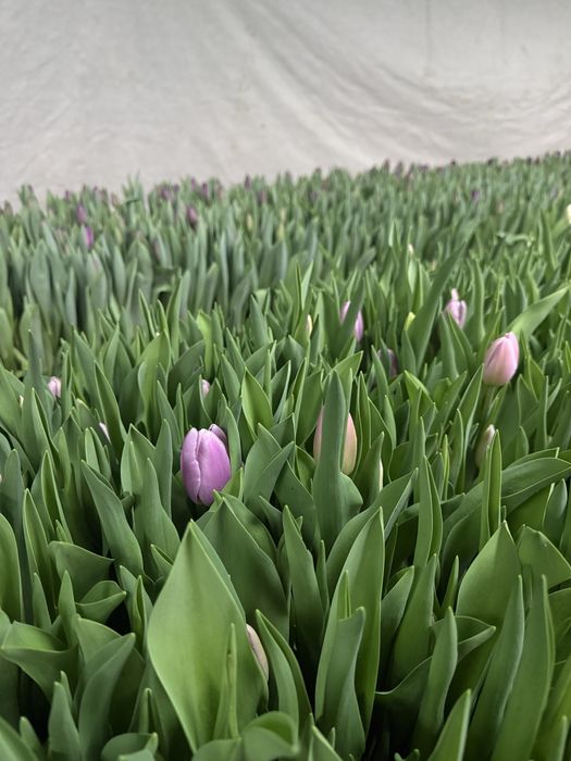 Тюльпаны 50-80см с луковицей/ Алматы