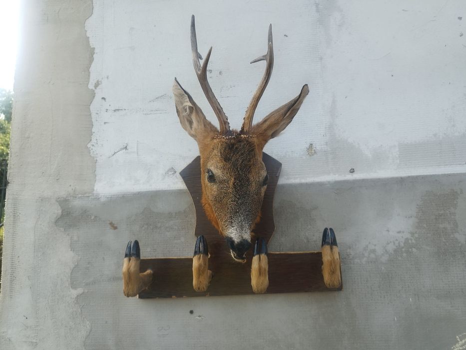 Păsări naturalizate (împăiate)