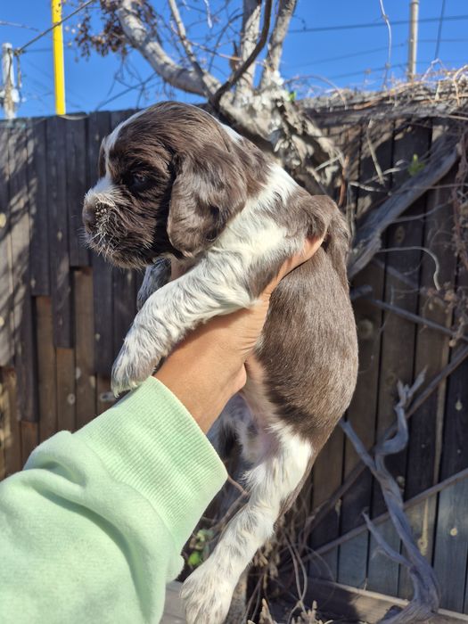 Мальчик спаниель пегий