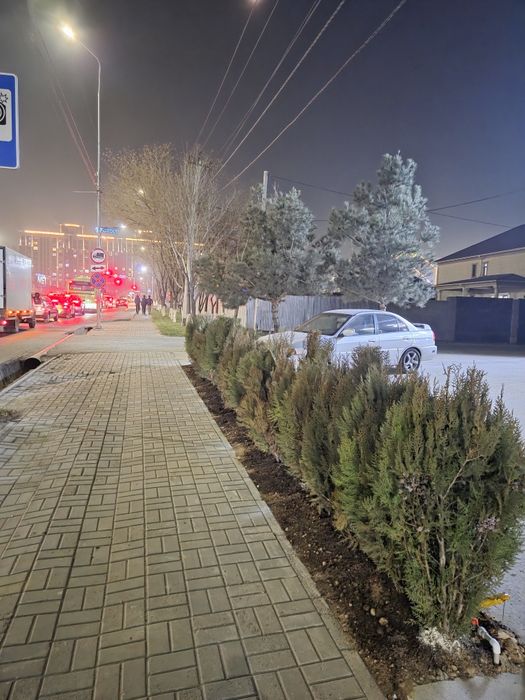 Посадка и обрезка деревьев