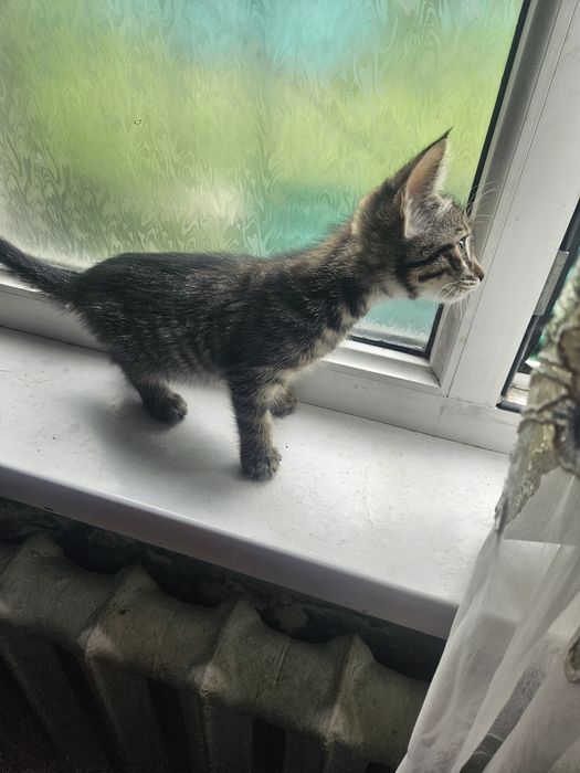 Отдам бесплатно котят