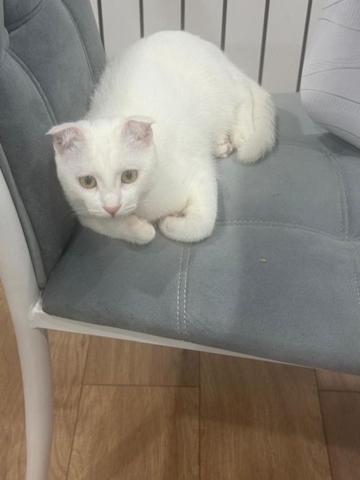 Отдам в хорошые руки