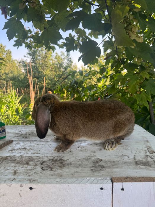 Macul berbec  german