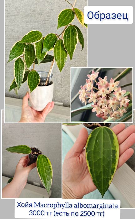 Хойя комнатные цветы