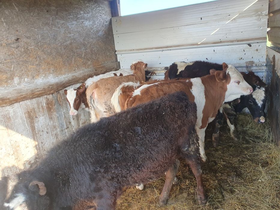 Vand 5 vitele si 2 taurasi