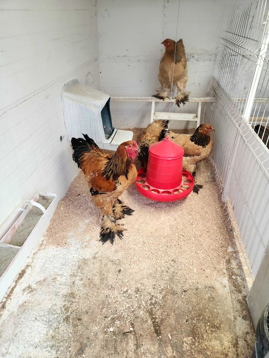 Brahme  ,ouă pentru incubat