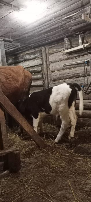 Продам теленок бычок.