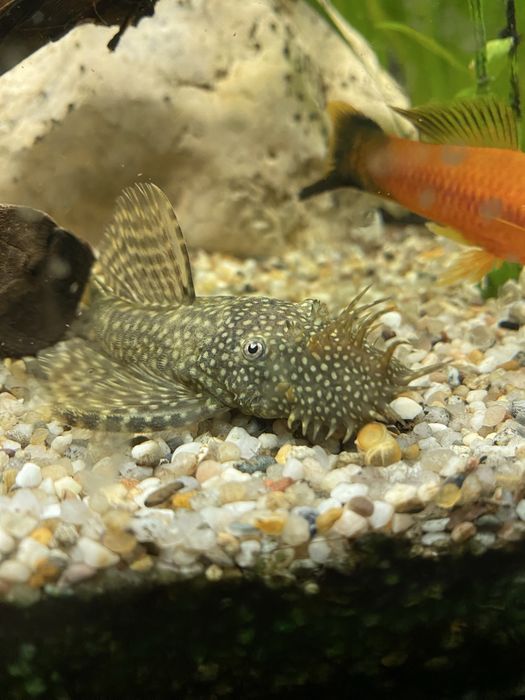 Vand pesti de acvariu pleco si apple snails (melci de mar)