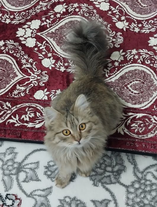 Aqilli mushuk   .
