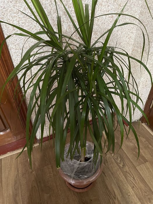 Драцена, маргината