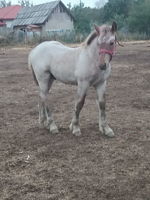 De vânzare Iapă  cu mânz