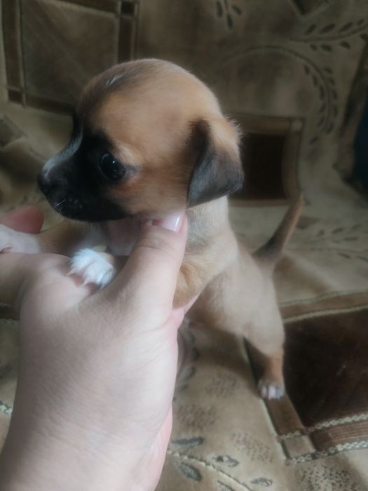 Щенок чихуахуа мальчик