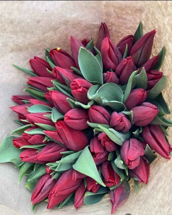 Голландские тюльпаны оптом и в розницу