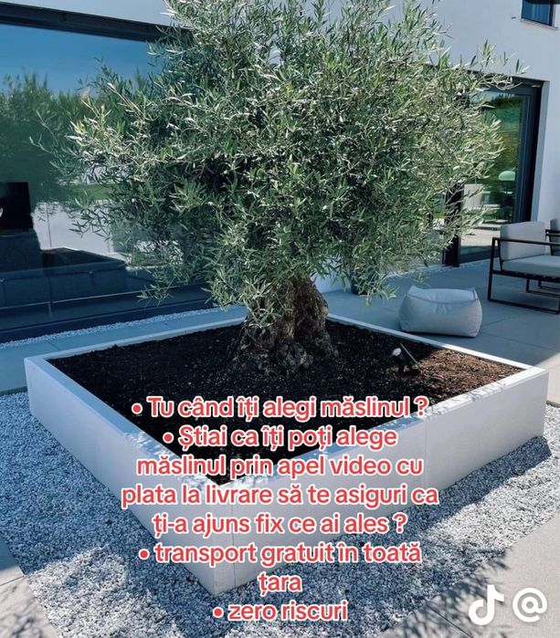 Leylandi tuia,smaralgd,palmier,laur englezesc,maslini,maglonia dif sp