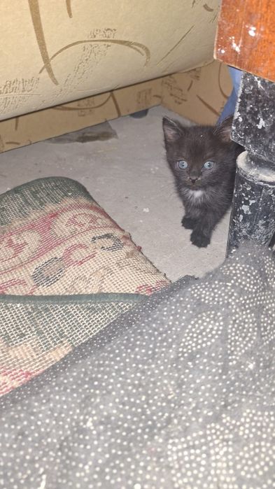 Котята бесплатно