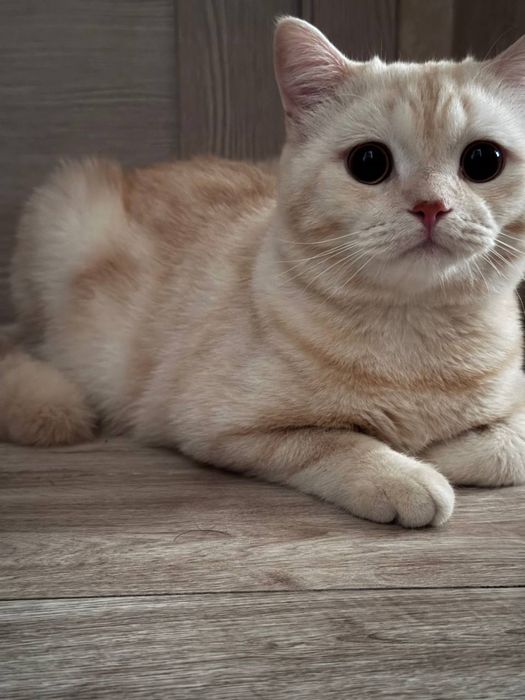 Вязка кота Шотландский страйт кремовый окрас