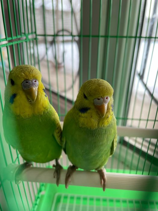 Продам пара попугай папугай
