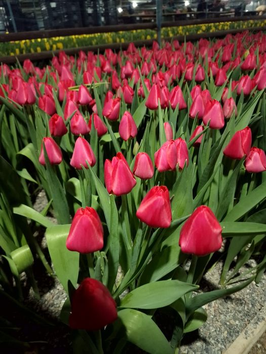 Тюльпаны крупные оптом