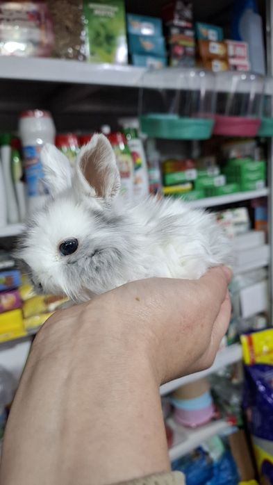 Карликовые кролики