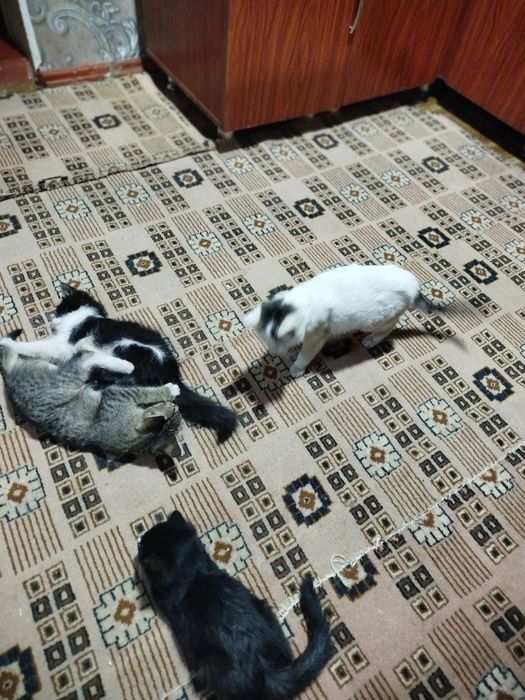 Котята 5 месяцев в хорошие руки