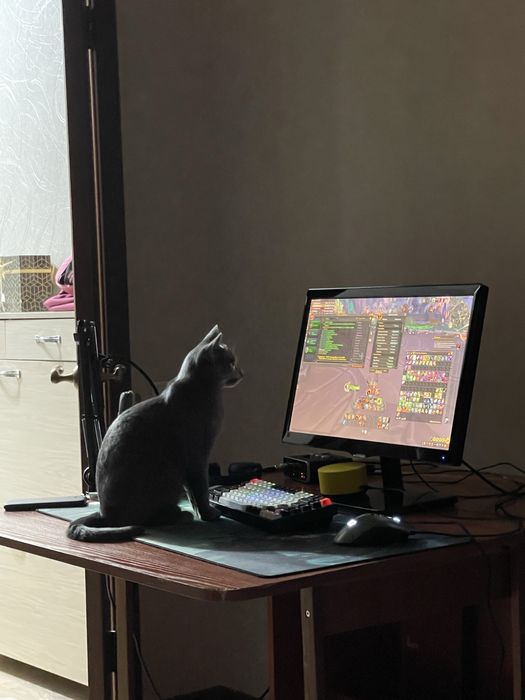 Отдам кошку в добрые руки