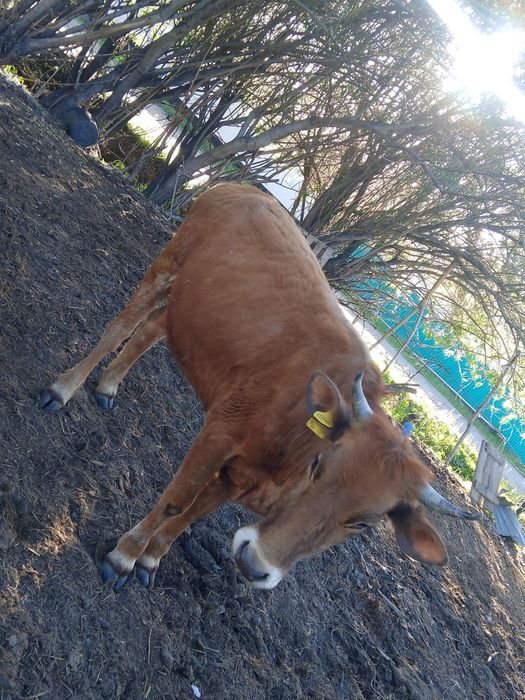 Продам тёлку срочно