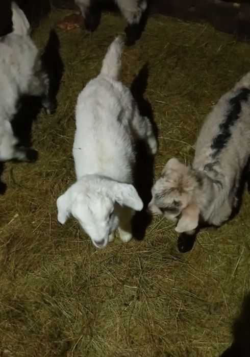 Две козы первородки с козлятами