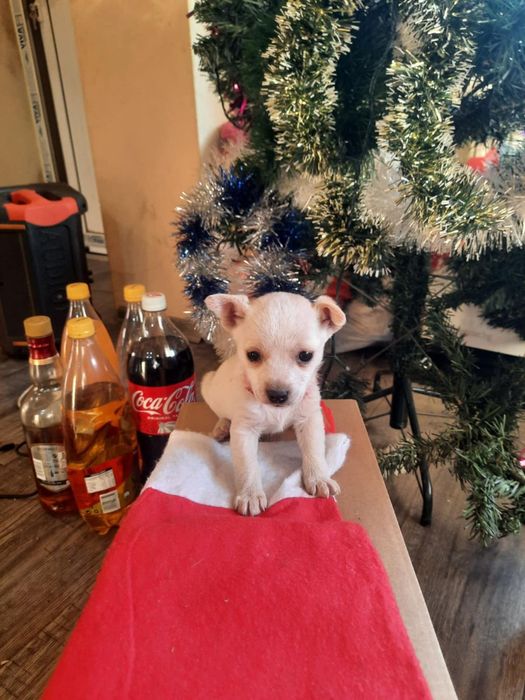 Пинчери по на три месеца