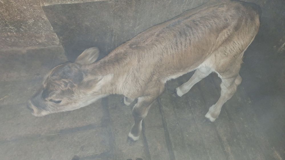 Продаётся телёнок бычок